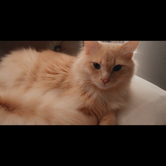 Meet your Posher, Laura - Picture 1 of 1